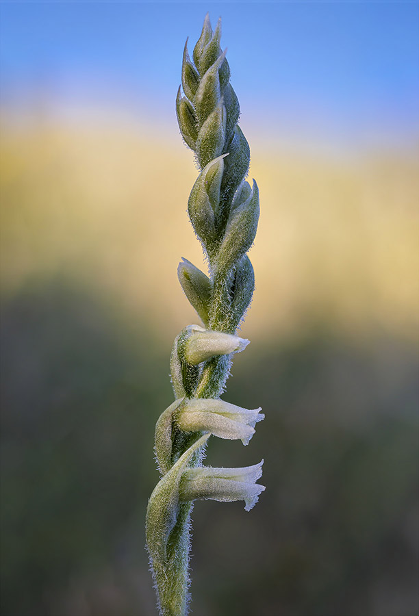 Spiranthes spiralis